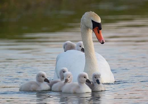 Le cygne tuberculé : ses petits