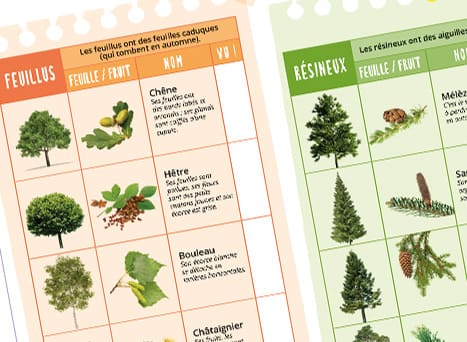Jeu dans la nature : Ta fiche balade les arbres