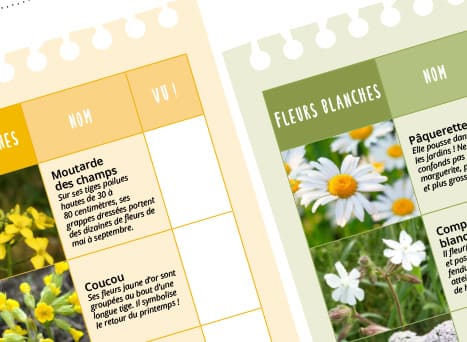 Ta fiche balade : les fleurs sauvages