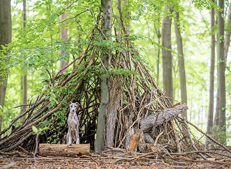 Jeu dans la nature : ta cabane des bois