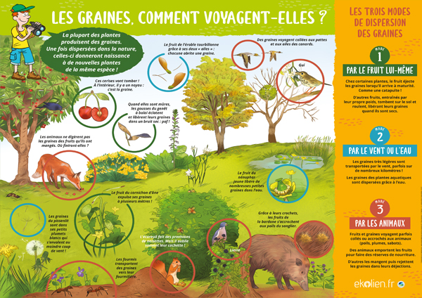 Poster : Les graines comment voyagent-elles