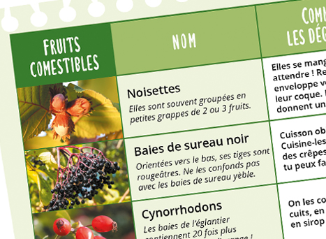 Ta fiche balade : les fruits de la haie